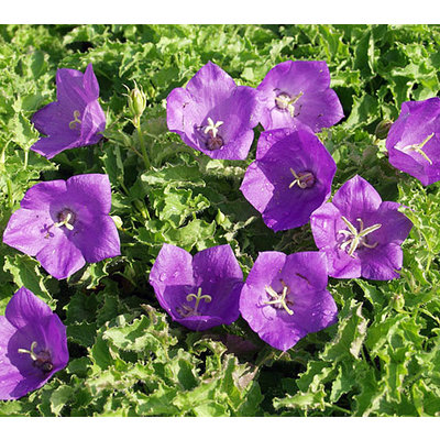 Campanula carpatica 'Blaue Clips'