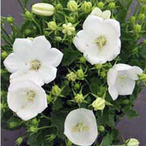 Campanula carpatica 'Weisse Clips'