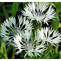 Centaurea montana 'Alba'