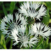 Centaurea montana 'Alba'