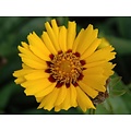 Coreopsis lanceolata 'Walter'