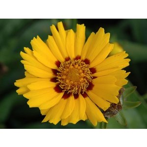 Coreopsis lanceolata 'Walter'