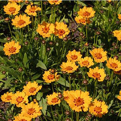 Coreopsis lanceolata 'Walter'