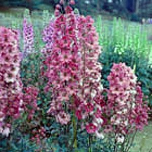 Delphinium 'Astolat'