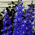 Delphinium 'Blue Bird'