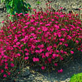 Dianthus deltoides 'Flashing Light'