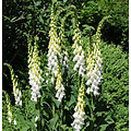 Digitalis purpurea 'Alba'