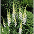 Digitalis purpurea 'Alba'