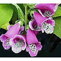 Digitalis purpurea 'Gloxiniiflora'