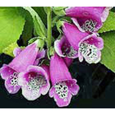 Digitalis purpurea 'Gloxiniiflora'