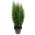 Chamaecyparis lawsoniana 'Ellwoodii' - Groot formaat in 3 liter pot