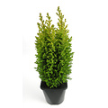 Chamaecyparis lawsoniana 'Ellwood's Gold' - Groot formaat in 3 liter pot