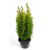 Chamaecyparis lawsoniana 'Ellwood's Gold' - Groot formaat in 3 liter pot