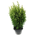 Chamaecyparis lawsoniana 'Snow White' - Großformatig im 3-Liter-Topf