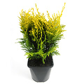 Chamaecyparis lawsoniana 'Stardust' - Groot formaat in 3 liter pot