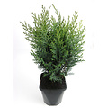 Chamaecyparis lawsoniana 'Van Pelt's Blue' - Groot formaat in 3 liter pot