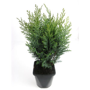 Chamaecyparis lawsoniana 'Van Pelt's Blue' - Groot formaat in 3 liter pot