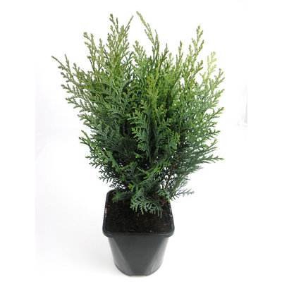 Chamaecyparis lawsoniana 'Van Pelt's Blue' - Großformatig im 3-Liter-Topf