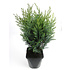 Chamaecyparis lawsoniana 'Van Pelt's Blue' - Groot formaat in 3 liter pot