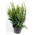 Chamaecyparis lawsoniana 'White Spot' - Groot formaat in 3 liter pot