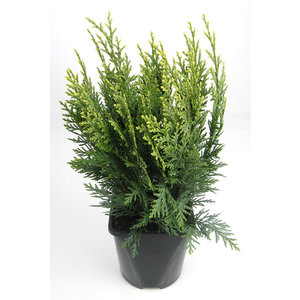 Chamaecyparis lawsoniana 'White Spot' - Großformatig im 3-Liter-Topf