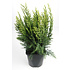 Chamaecyparis lawsoniana 'White Spot' - Groot formaat in 3 liter pot