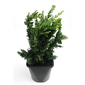 Chamaecyparis lawsoniana 'Wisselii' - Groot formaat in 3 liter pot