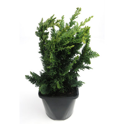 Chamaecyparis lawsoniana 'Wisselii' - Groot formaat in 3 liter pot