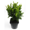 Chamaecyparis obtusa 'Draht' - Groot formaat in 3 liter pot