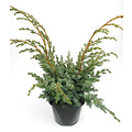 Juniperus chinensis 'Blue Alps' - Groot formaat in 3 liter pot