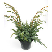 Juniperus chinensis 'Blue Alps' - Großformatig im 3-Liter-Topf