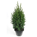 Juniperus chinensis 'Stricta' - Groot formaat in 3 liter pot