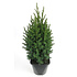 Juniperus chinensis 'Stricta' - Groot formaat in 3 liter pot