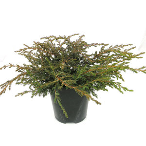 Juniperus communis 'Repanda' - Großformatig im 3-Liter-Topf