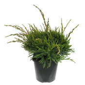 Juniperus media 'Mint Julep' - Groot formaat in 3 liter pot