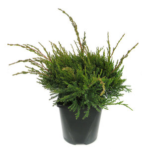 Juniperus media 'Mint Julep' - Großformatig im 3-Liter-Topf