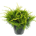 Juniperus media 'Old Gold' - Groot formaat in 3 liter pot