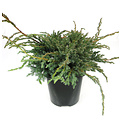 Juniperus squamata 'Blue Carpet' - Groot formaat in 3 liter pot
