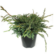 Juniperus squamata 'Blue Carpet' - Großformatig im 3-Liter-Topf