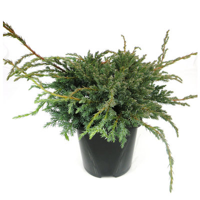 Juniperus squamata 'Blue Carpet' - Großformatig im 3-Liter-Topf