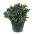 Juniperus squamata 'Blue Star' - Groot formaat in 3 liter pot