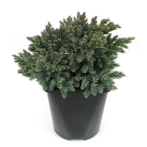 Juniperus squamata 'Blue Star' - Großformatig im 3-Liter-Topf