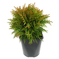 Thuja occidentalis 'Danica' - Groot formaat in 3 liter pot