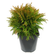 Thuja occidentalis 'Danica' - Großformatig im 3-Liter-Topf