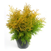 Thuja occidentalis 'Golden Globe' - Groot formaat in 3 liter pot