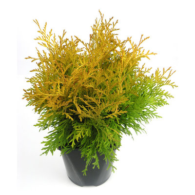 Thuja occidentalis 'Golden Globe' - Groot formaat in 3 liter pot