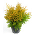 Thuja occidentalis 'Golden Globe' - Groot formaat in 3 liter pot