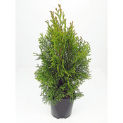 Thuja occidentalis 'Smaragd' - Großformatig im 3-Liter-Topf