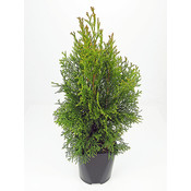 Thuja occidentalis 'Smaragd' - Großformatig im 3-Liter-Topf