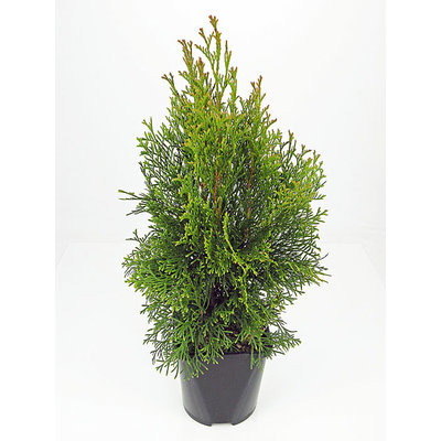 Thuja occidentalis 'Smaragd' - Großformatig im 3-Liter-Topf